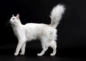 Angora Prints: Picture No. 11092722
