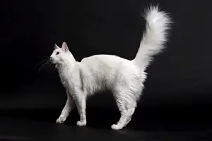 Angora Prints: Picture No. 11092723