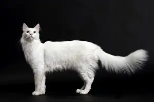 Angora Prints: Picture No. 11092724