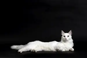 Angora Prints: Picture No. 11092725