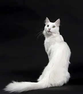 Angora Prints: Picture No. 11092726