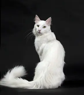 Angora Prints: Picture No. 11092727