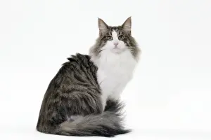 Picture No. 11092764