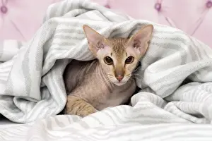 Peterbald Prints: Picture No. 11092810