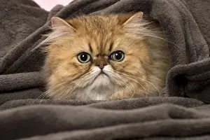Picture No. 11092826