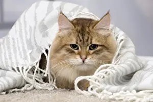 Picture No. 11092831