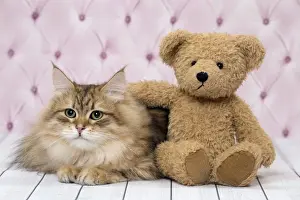 Picture No. 11092833