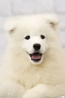 Samoyed Prints: Picture No. 11092884