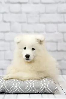 Samoyed Prints: Picture No. 11092886