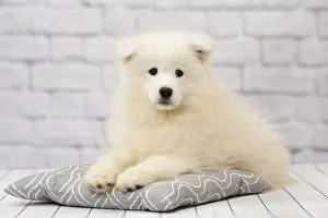 Samoyed Prints: Picture No. 11092888