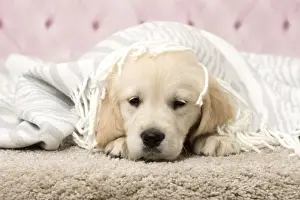Blanket Prints: Picture No. 11092896