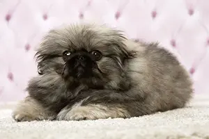 Pekingese Prints: Picture No. 11092903