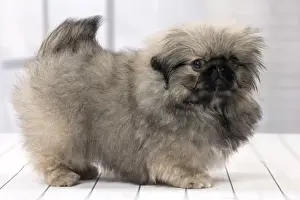 Pekingese Prints: Picture No. 11092905