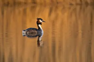 Reeds Prints: Picture No. 11671274