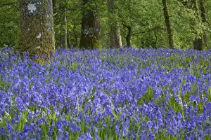 Powys Prints: Picture No. 11671277