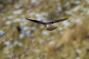 Hovering Collection: Picture No. 11671284