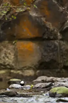 Dippers Prints: Picture No. 11671288