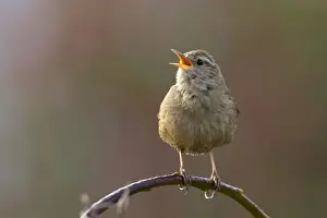 Wren Prints: Picture No. 11671307