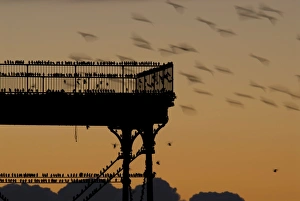 Starlings Collection: Picture No. 11671308