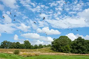 Kite Prints: Picture No. 11671313