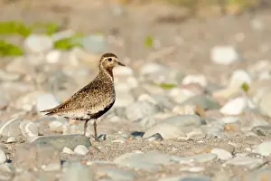 Plovers Prints: Picture No. 11671319