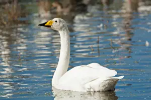 Whooper Prints: Picture No. 11671320