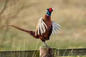 Pheasants Prints: Picture No. 11671322