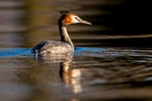 Grebes Collection: Picture No. 11671325