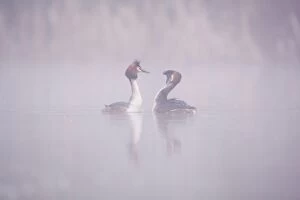 Grebes Collection: Picture No. 11671328