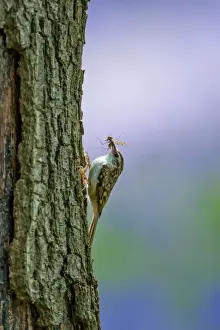 Treecreepers Prints: Picture No. 11671329