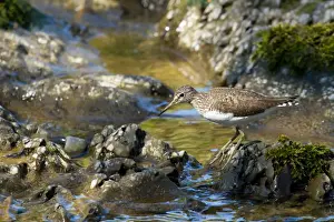 Sandpiper Prints: Picture No. 11671333