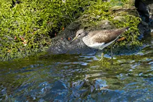 Sandpiper Prints: Picture No. 11671334