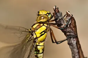 Dragonflies Prints: Picture No. 11671367