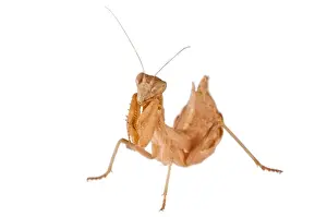 Mantis Prints: Picture No. 11671371