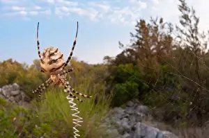 Arachnids Prints: Picture No. 11671373