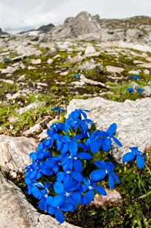 Gentian Prints: Picture No. 11671377