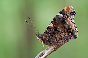 Images Dated 11th June 2013: Picture No. 11671394