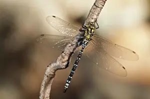 Dragonflies Prints: Picture No. 11671398