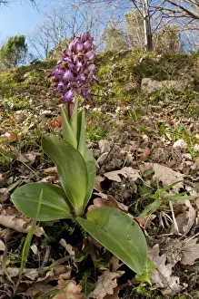Orchids Prints: Picture No. 11671407