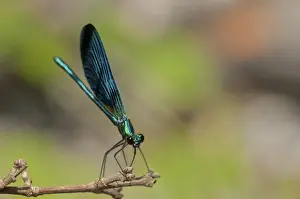 Damselflies Prints: Picture No. 11671414