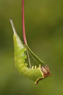 Larva Prints: Picture No. 11671415