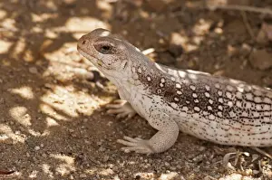 Iguanas Prints: Picture No. 11671426