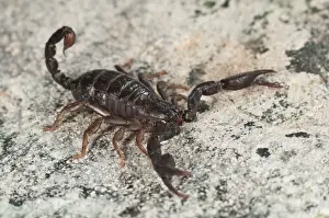 Scorpion Prints: Picture No. 11671433