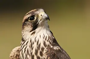 Peregrine Prints: Picture No. 11671434