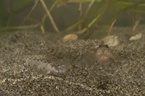 Goby Prints: Picture No. 11671442