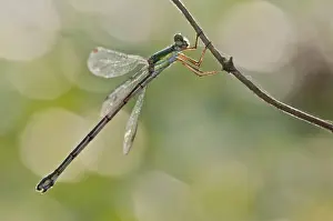 Damselflies Prints: Picture No. 11671443