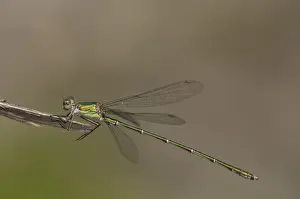 Damselflies Prints: Picture No. 11671444