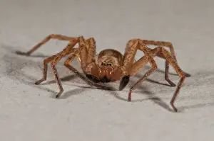 Arachnids Prints: Picture No. 11671455