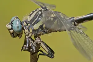 Dragonflies Prints: Picture No. 11671456