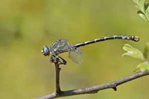Dragonflies Prints: Picture No. 11671457